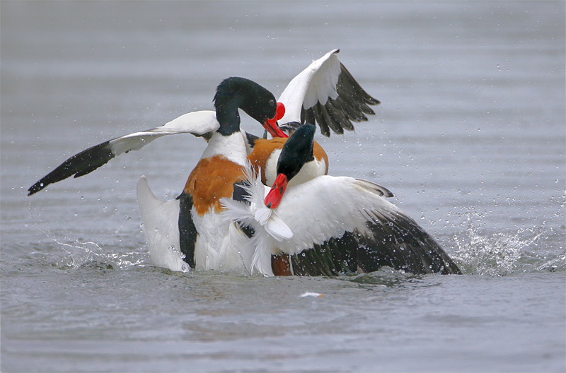 paring bergeenden.jpg